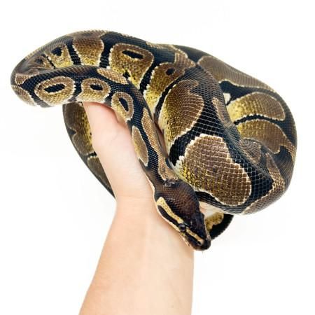 ¿Por qué utilizar Python para Machine Learning?